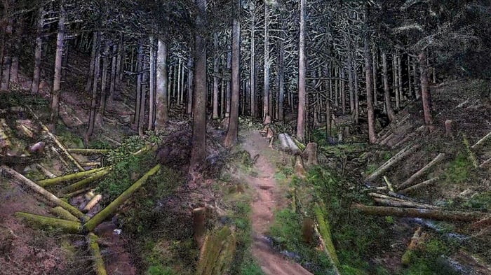 forest-point-cloud-color